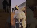 تروي ولدها ثم تملا المواعين