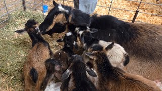 Wildee & Her FIVE Babies!