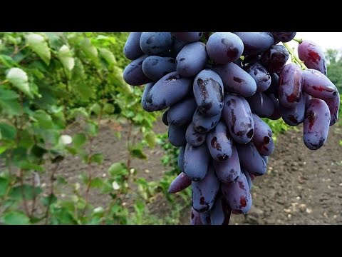 Anggur Romeo - YouTube