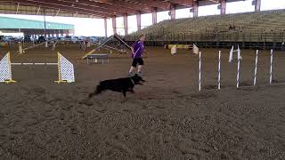 20220514 Rottweiler AKC agility: STD Q