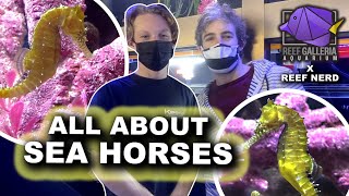 Keeping Seahorses in a Marine Aquarium