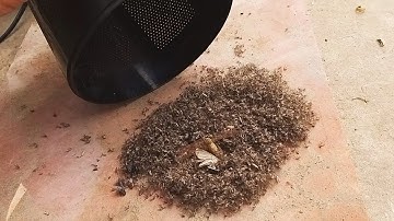 Cách DIỆT MUỖI siêu nhanh và HIỆU QUẢ || ĐÈN BẮT MUỖI tốt nhất