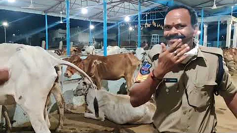 Indian Police officer drinking COW Urine