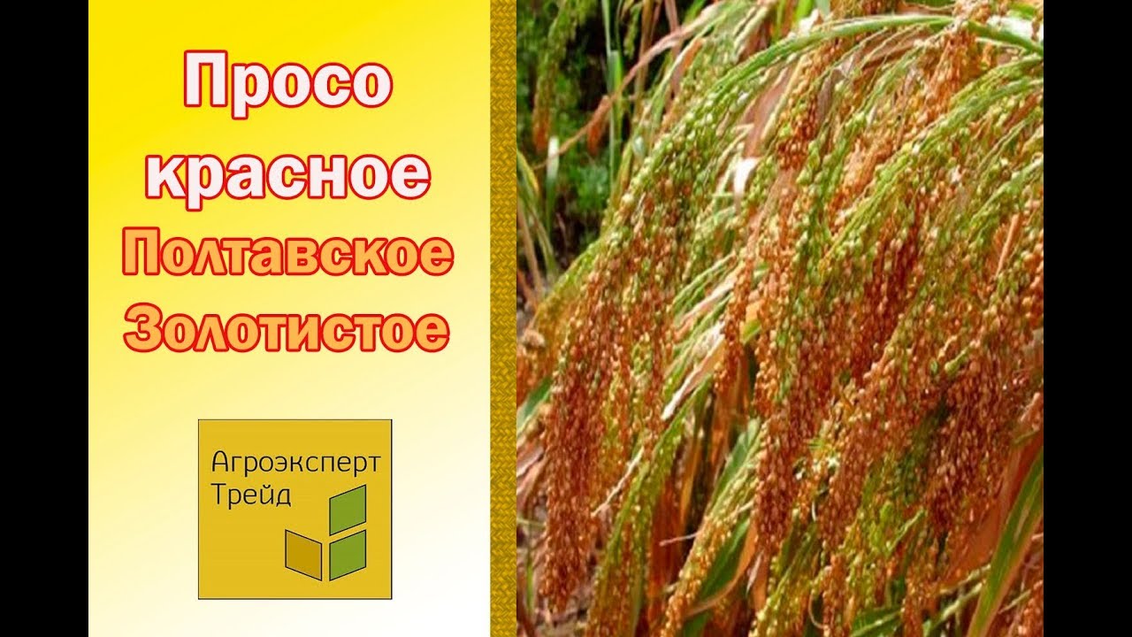 Просо бай интернет. Просо красное. Просо Примо декоративное. Просо жёлтое. Просо золотистое.