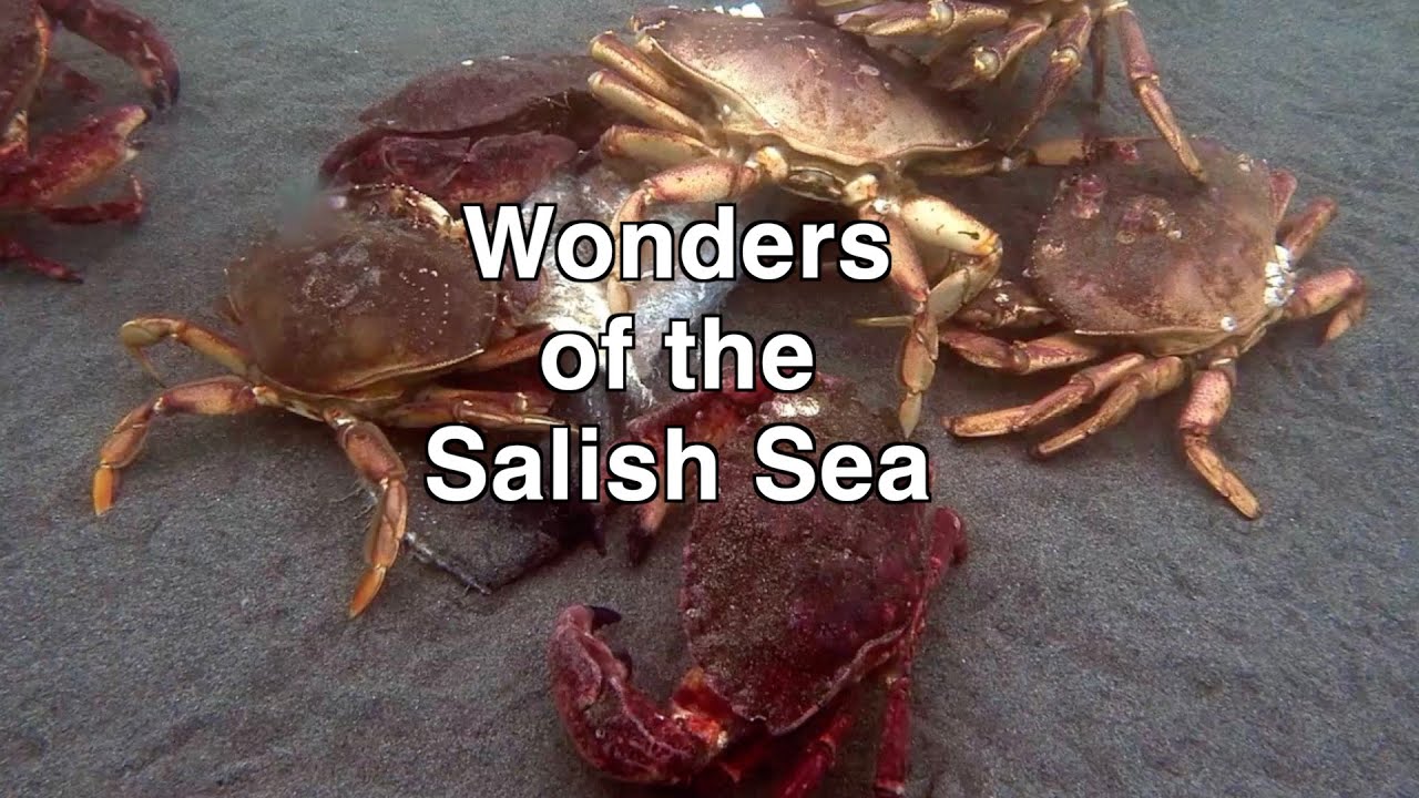 Wonders of the Salish Sea 2024: Crabs and shrimps, marine insects and worms