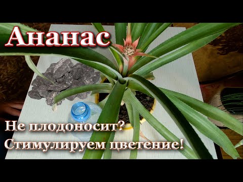 Не плодоносит ананас? Как стимулировать цветение и плодоношение ананаса в домашних условиях.