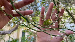 لو عاوز شجرة الليمون تزهر بكثافة و تعقد ثمار بغزارة وبشكل غير مسبوق 🍋🌿 3 حاجات لازم تعملها🤙