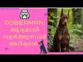 Doberman is good for first time owner : Malayalam : First time dog owner guide