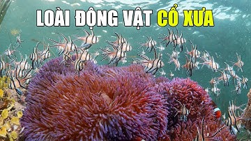 Loài Hải Quỳ | Khám Phá Thế Giới Động Vật Hoang Dã