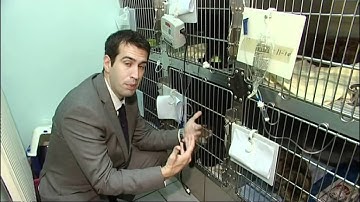 PDSA -  Our PetAid hospital