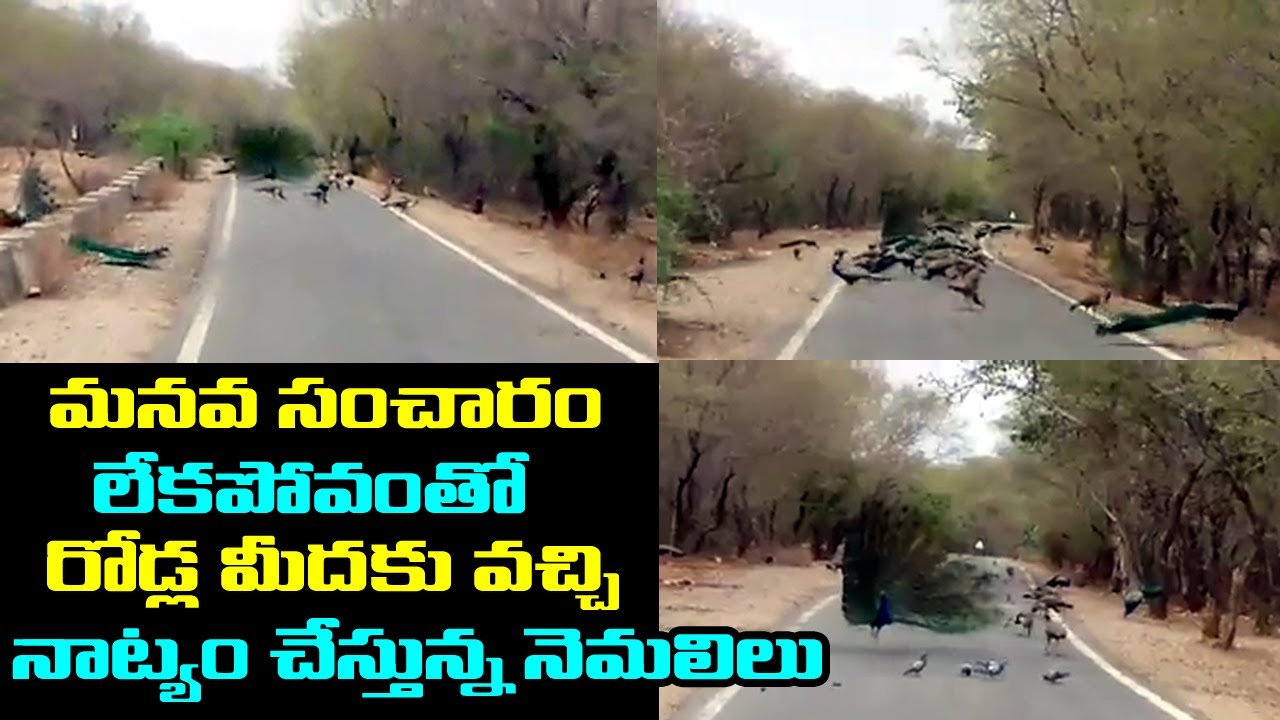 ⁣MUST WATCH | మానవ సంచారం లేకపోవడం తో వన్యప్రాణులు స్వేచ్ఛగా తిరుగుతు నాట్యం చేస్తున్నాయి చూడండి