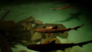 Sharks and moraenas in Samui Aquarium, Thailand
