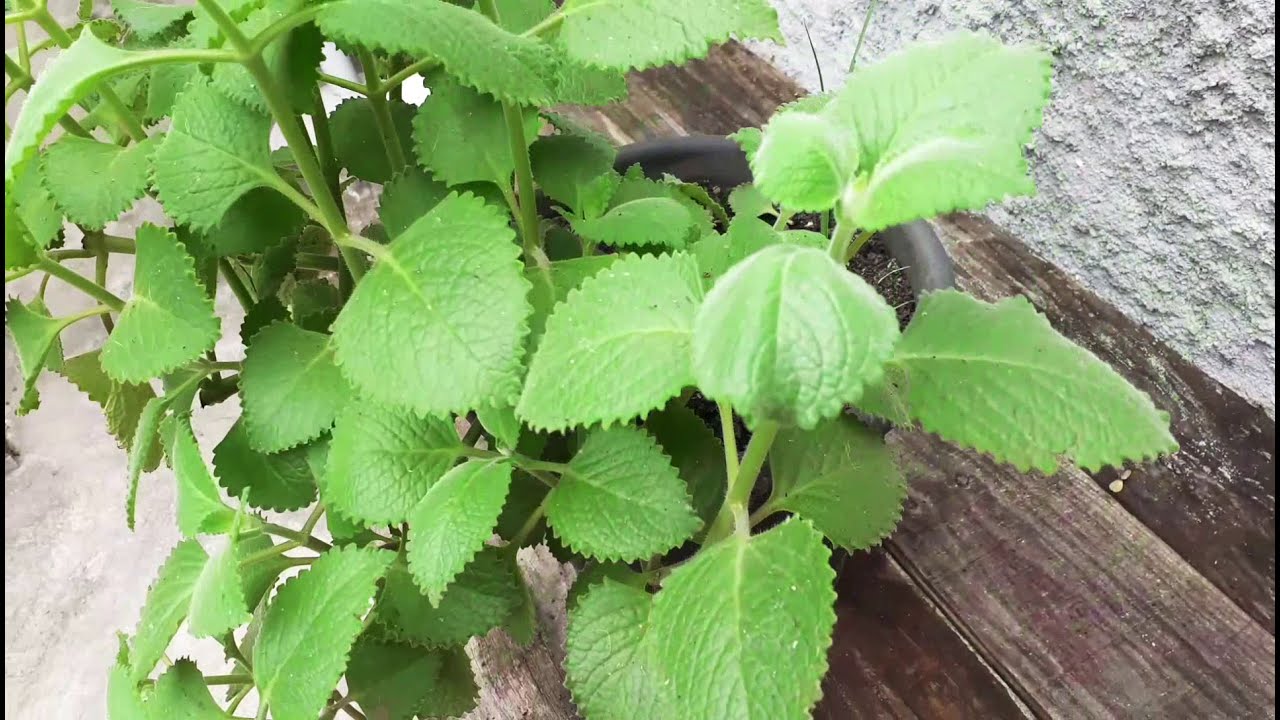 Como eu faço para deixar a minha hortelã-pimenta linda e sadia. Como eu faço para deixar a minha hortelã-pimenta linda e sadia.