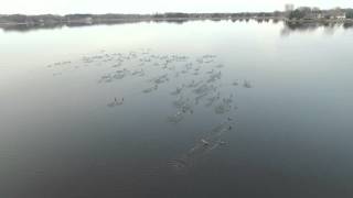 Flock of flying Ducks nearly SMASH DJI Phantom 3 Advance over lake by Brad Alexander 354 views 8 years ago 1 minute, 14 seconds