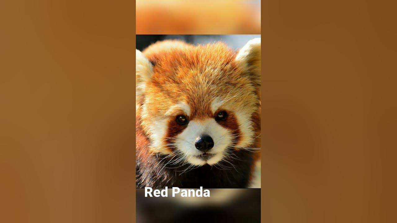 What sound does Red Panda makes ? - YouTube