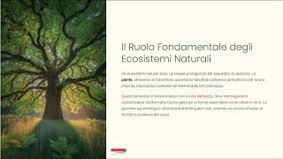 Soluzioni Naturali e Tecnologiche per il Sequestro di Carbonio