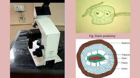 Morphology and anatomy of Selaginella spp, Part-3
