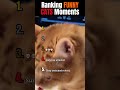 Ranking FUNNY CATS Moments. #funny #funnycats #shortsfeed #cat #funnypets #shorts #catshorts
