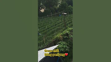 Farminglife Farmer Sili Everyone 