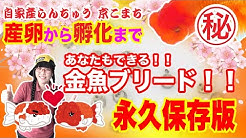 京都の金魚屋 きこ店長