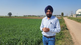 3 Acre Agriculture Land Near Kurali Byepass 20 Minutes Drive From Chandigarh