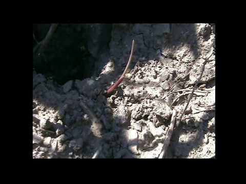 Земляное гнездо ос. Лягушки. Стрекозы.