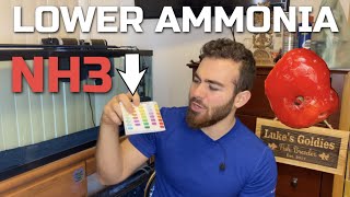 High Ammonia Levels In Dfish Tank? - How To Lower It