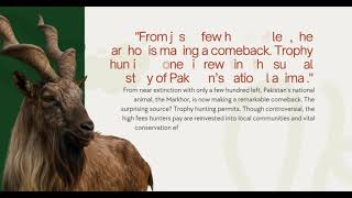 How $370K Markhor Hunts Fund Wildlife Conservation in Pakistan #markhor