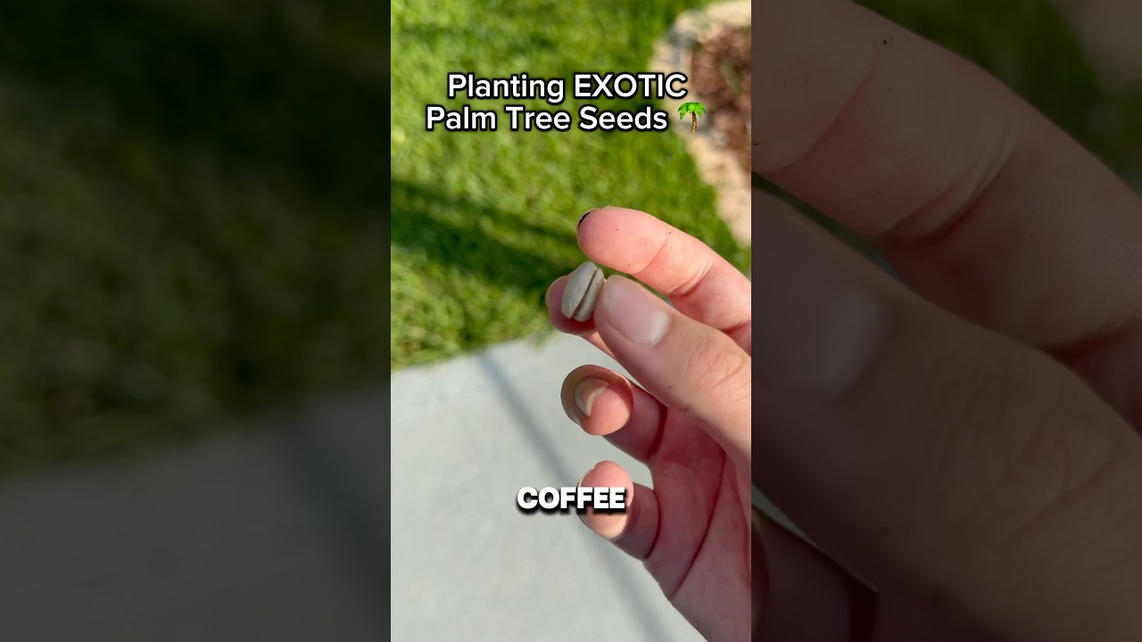 Planting EXOTIC Pindo And Canary Island Palm Tree Seeds! 😱🌴 