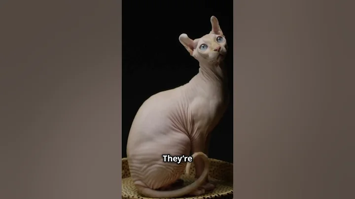 Watch the video about 5 Amazing Facts About Sphynx Cats! #diytools #facts #animalhistory #smartphone #alifazal #animals