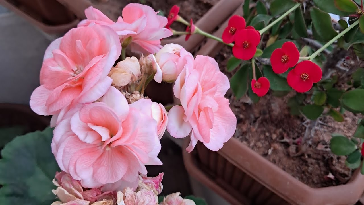 🌿🎄 Yılbaşı Özel – Çiçek Bahçesinden Yeni Yıl Mesajı