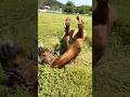 ロッキー朝の挨拶と草刈り機に負けずモリモリ食べる #horse #ファーム生活