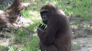 OUR 2012 FLORIDA HOLIDAY - BUSCH GARDENS PART 3 Profile