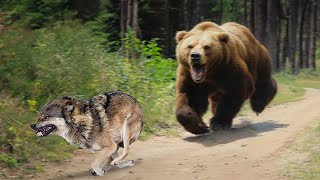 Вот что бывает, когда Глупый Медведь Встречает Волков! Редкие Сражения Животных , Снятые на Камеру!