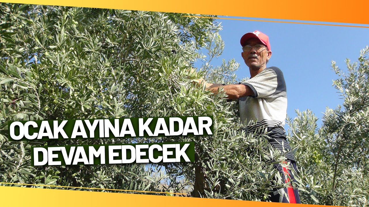 Yılın İlk Zeytin Hasadı Silifke’de Başladı