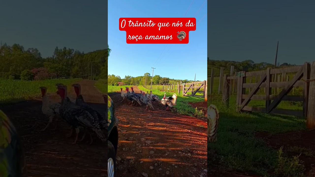 Trânsito rural 🦃❤️ 