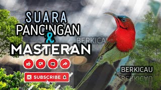 Sepah Raja Gaya Nyentrik