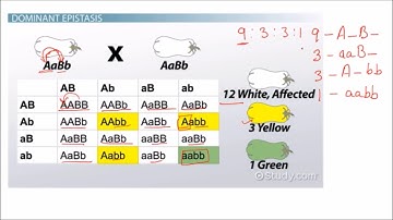 Post-Mendelian Concepts of inheritance