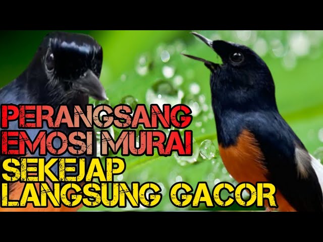 PERANGSANG BUNYI MURAI BATU 100% AMPUH JADI GACOR class=