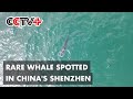 Rare Whale Shows up Off Coast of South China