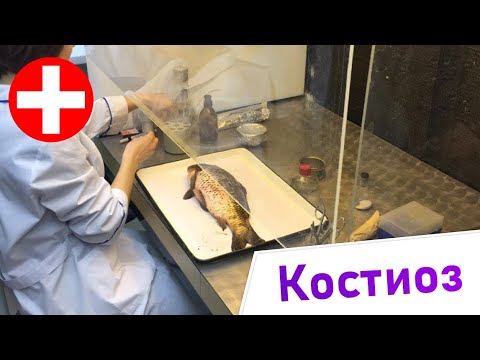 Костиоз - Симптомы и Лечение. Жизненный цикл паразита. Введение в Ихтиопатологию