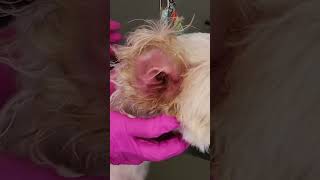 Tips to Take Care of Your Dogs Ear by My Favorite Groomer 2,158 views 4 months ago 1 minute, 11 seconds
