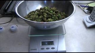 Hop Harvest 2011 - Hop Garden update # 03