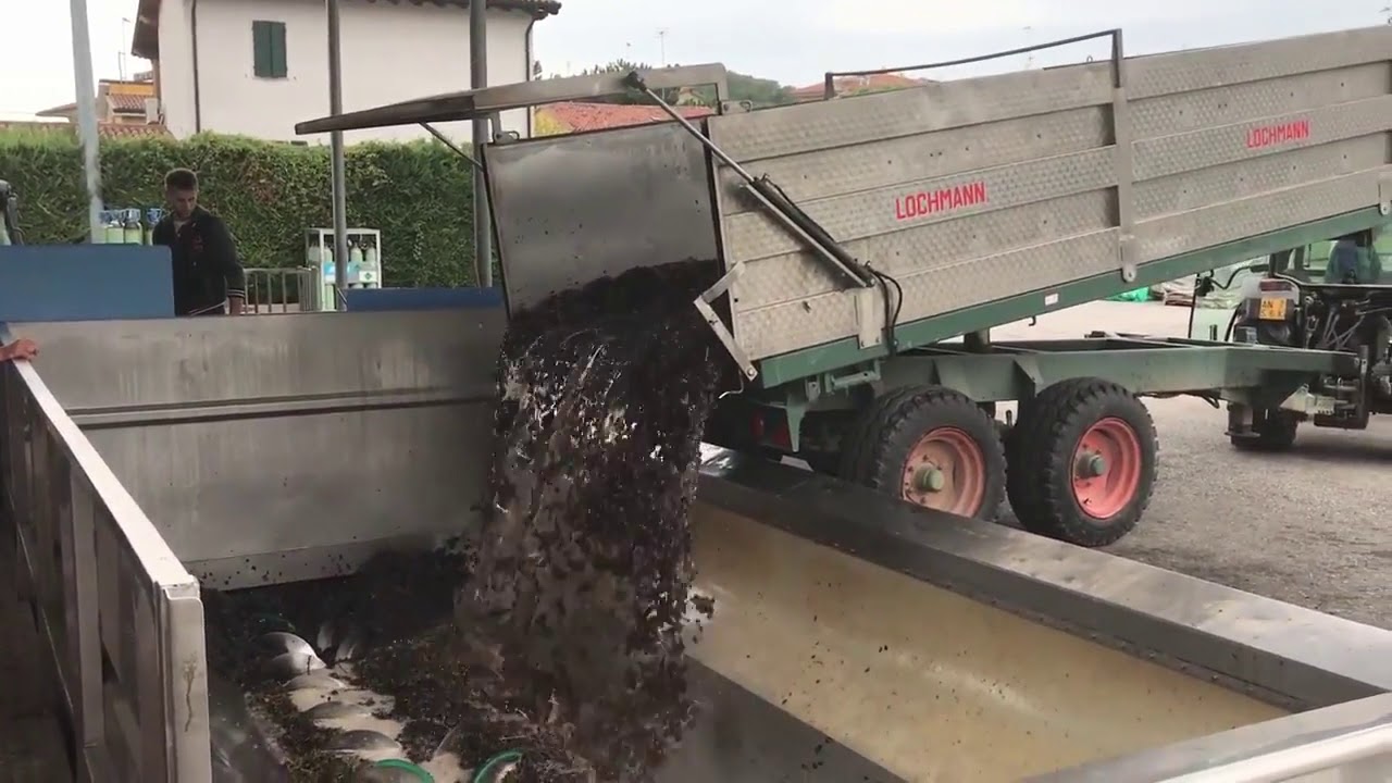 Harvested grapes by machine arriving at Lenotti cellar!