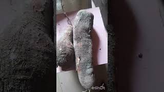 How to prepare your edible cassava root vegetable and its source screenshot 4