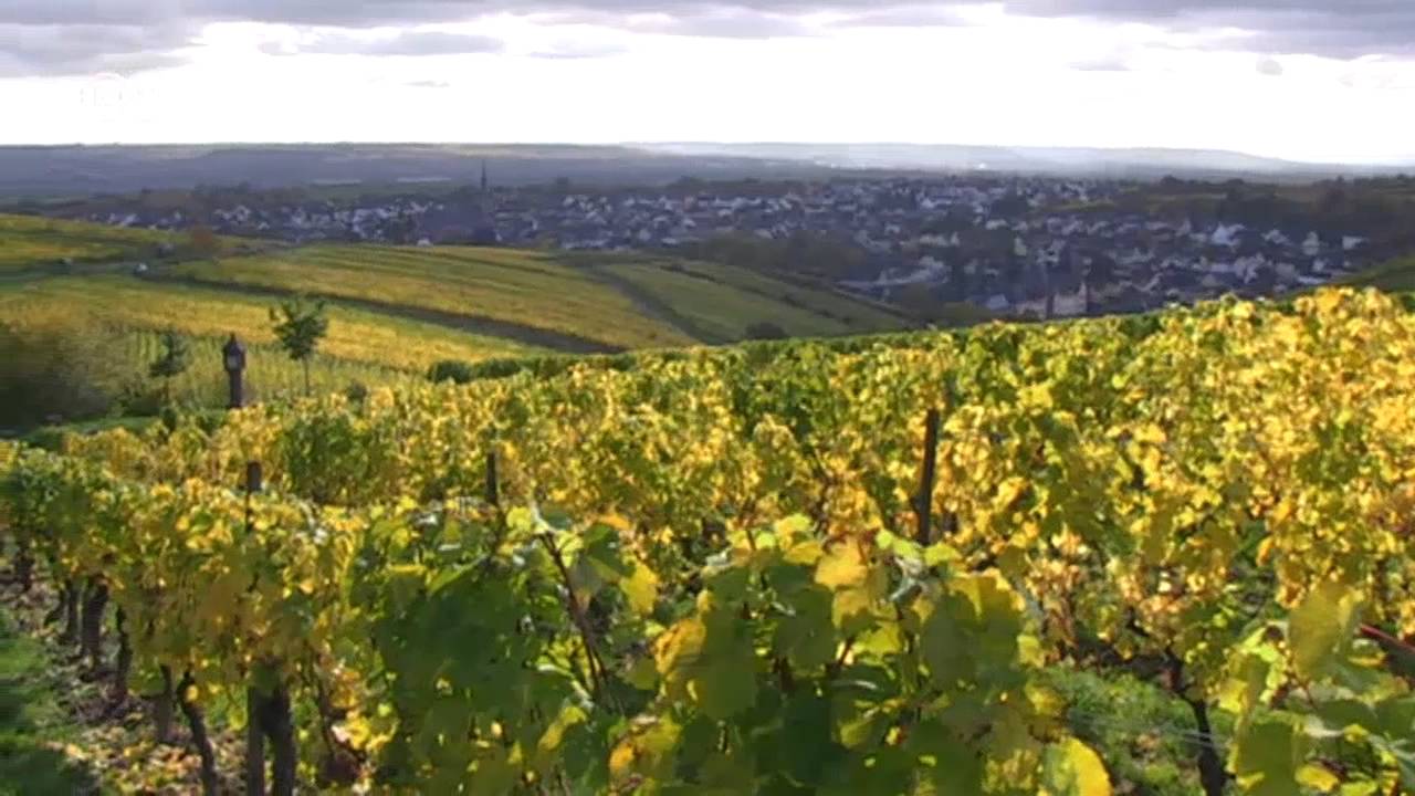 Robert Weil: Spitzenweingut im Rheingau | Made in Germany - Familienunternehmen
