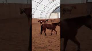 Happy Mares!!! Thank you for follow us for more videos!