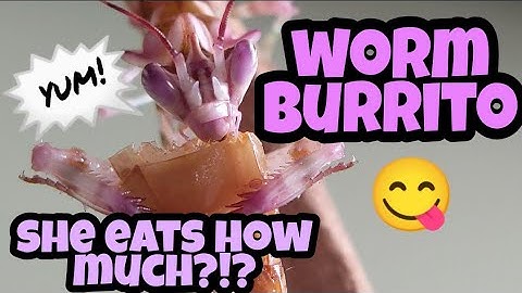 How Much To Feed Your Mantis