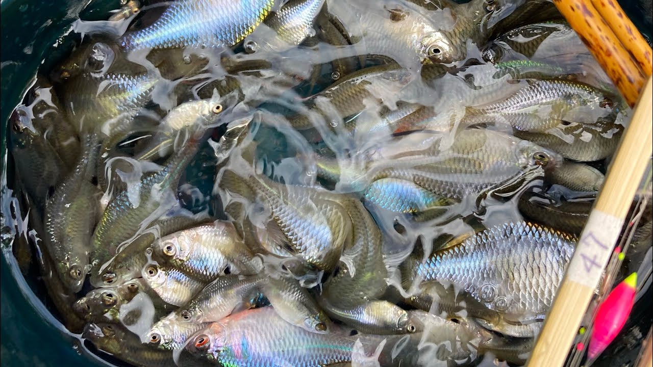 自作の仕掛けと鈎でたなご釣り】#タナゴ#自作浮き#ウキ#自作針#たな