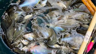 自作の仕掛けと鈎でたなご釣り】#タナゴ#自作浮き#ウキ#自作針#たな